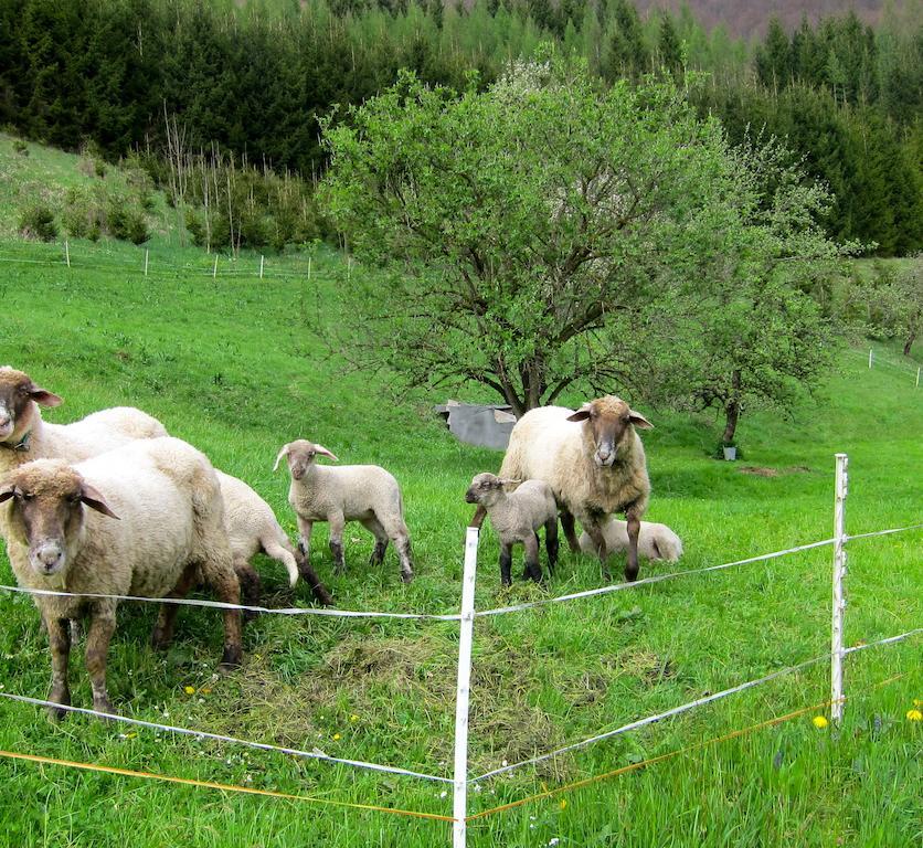 Romantische Ferienhuette Nationalpark Kalkalpen, Sonnig, 2 Schlafzimmer, Wlan Kleinreifling Dış mekan fotoğraf
